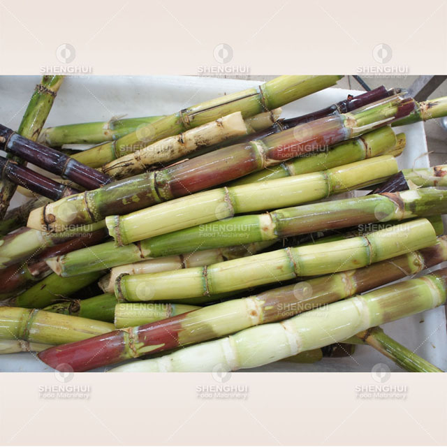 Lavadora automática de caña de azúcar, lavadora de fruta de melocotón y manzana, cepillo limpiador, máquina de limpieza de caña de azúcar