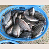 Equipo de procesamiento de latas de tilapia